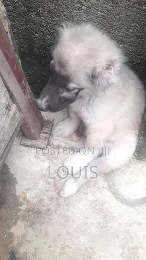 3-6 months Male Purebred Caucasian Shepherd