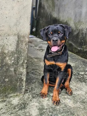 3-6 months Female Purebred Rottweiler