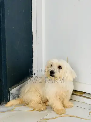 1+ year Female Purebred Lhasa Apso