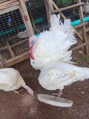 Turkey Imported