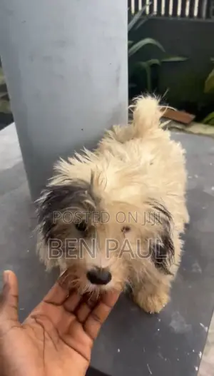 3-6 months Female Mixed Breed Lhasa Apso