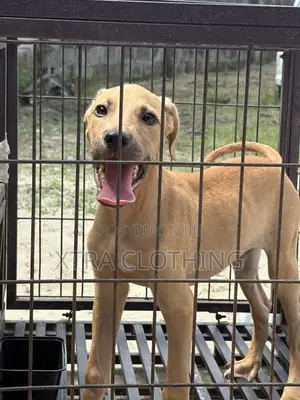 3-6 months Male Purebred Boerboel
