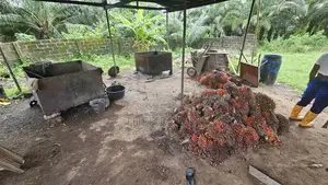 Original Undiluted Palmoil