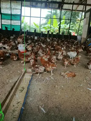 Point of Cage Pullets