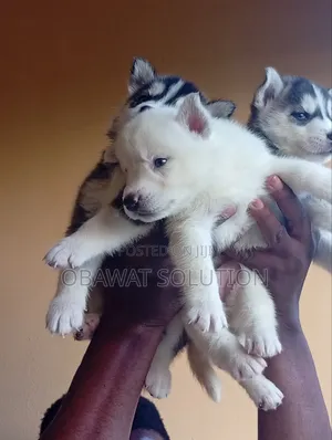 1-3 months Male Purebred Siberian Husky