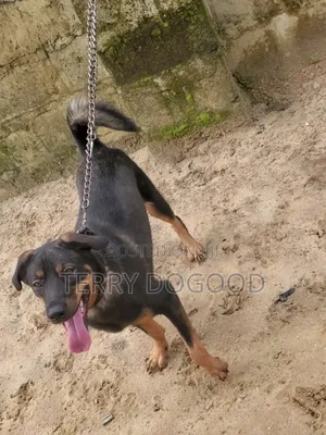 1+ year Female Purebred Rottweiler