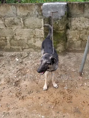 1+ year Male Purebred German Shepherd