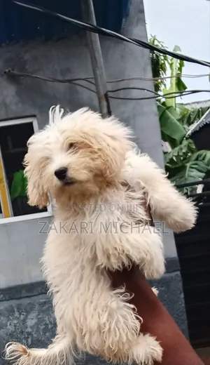 1-3 months Male Purebred Lhasa Apso
