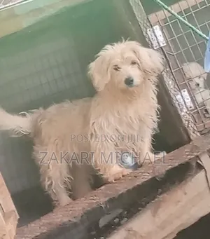 6-12 months Male Purebred Lhasa Apso