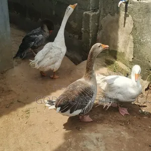 Lovely Well Healthy Goose Are Available for New Place