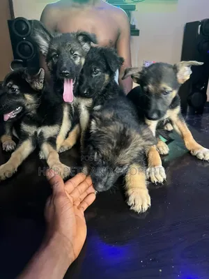 1-3 months Male Purebred German Shepherd