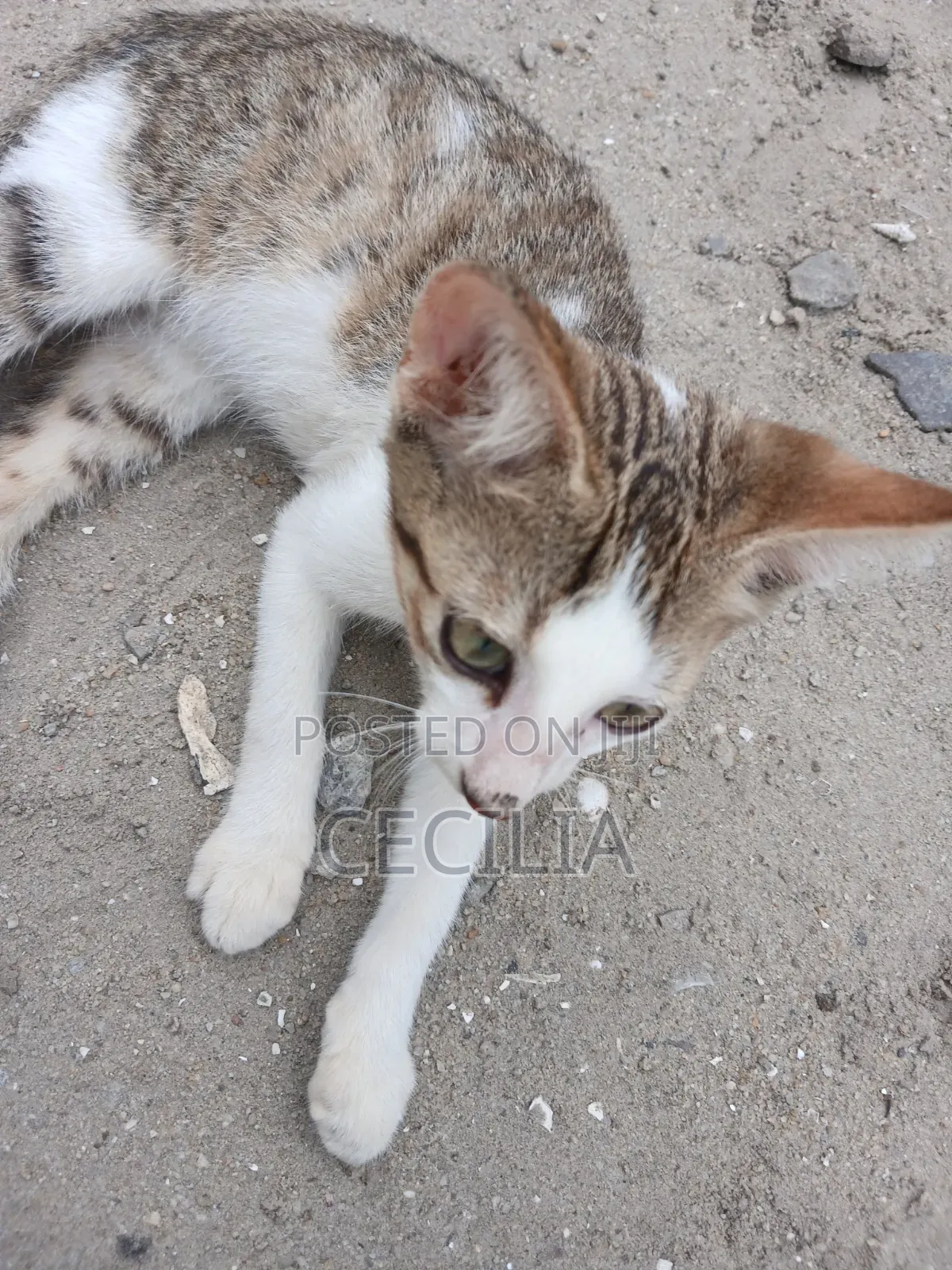 1-3 months Female Mixed Breed Cat