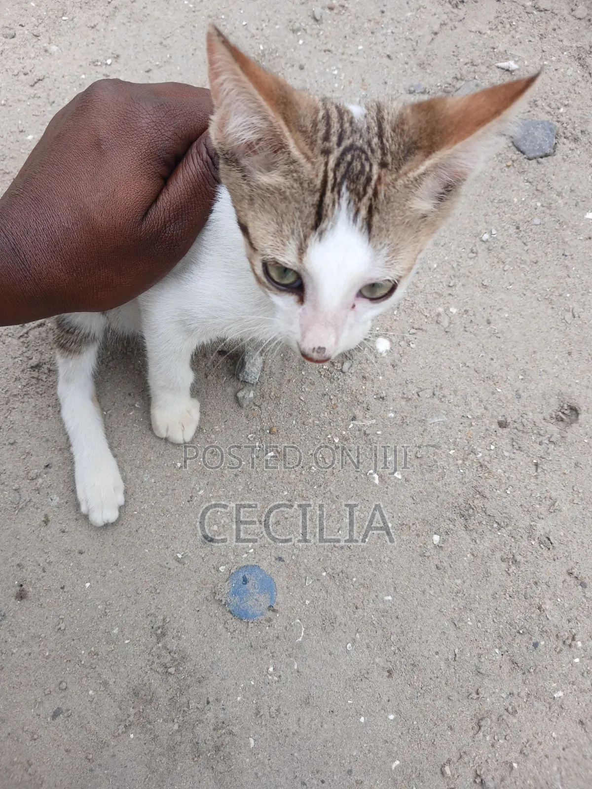 1-3 months Female Mixed Breed Cat