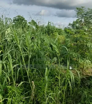 Table Land for Sale