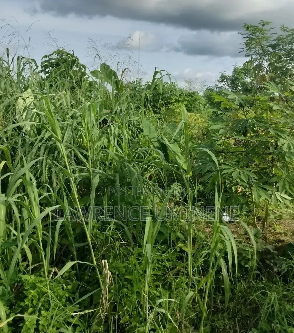 Table Land for Sale