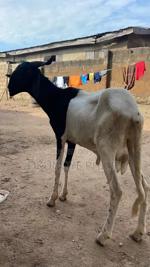 Sheep and Ram