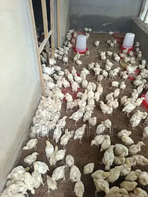 2-4weeks Chickens
