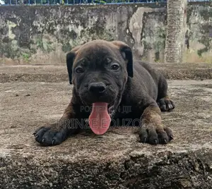 1-3 months Male Purebred Boerboel
