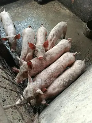 Pig Weaners and Growers(Large White,TN)