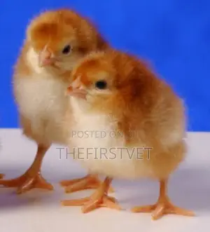 Day Old Chicks (Pullets)