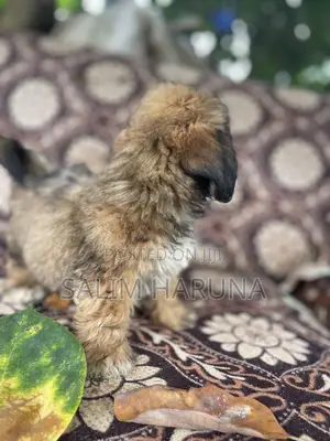 1-3 months Male Purebred Lhasa Apso