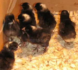 Day Old Chicks (Pullets)