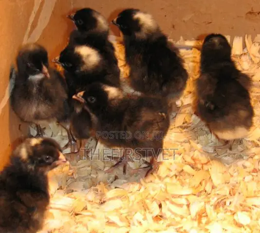 Day Old Chicks (Pullets)
