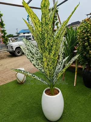 Spanish Vip Outdoor and Indoor Flower