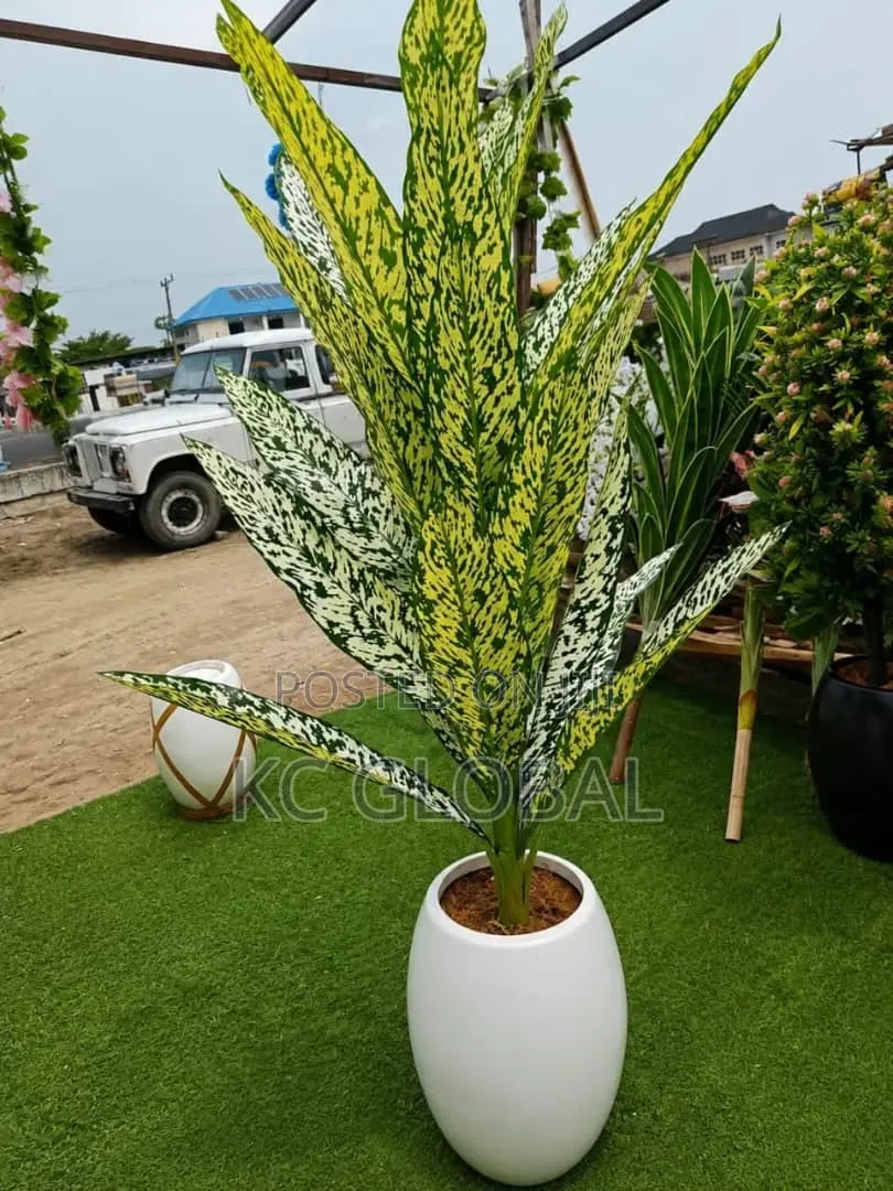 Spanish Vip Outdoor and Indoor Flower