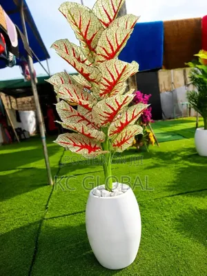 Spanish Vip Outdoor and Indoor Flower