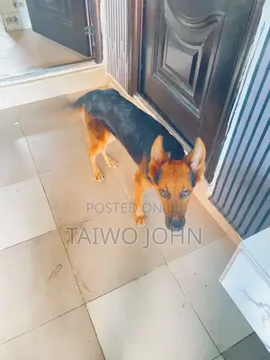 1+ year Female Purebred German Shepherd