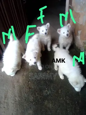 1-3 months Male Purebred American Eskimo