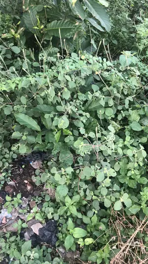 Plots of Land for Sale at Akobo
