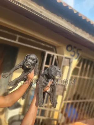 1-3 months Male Mixed Breed Boerboel