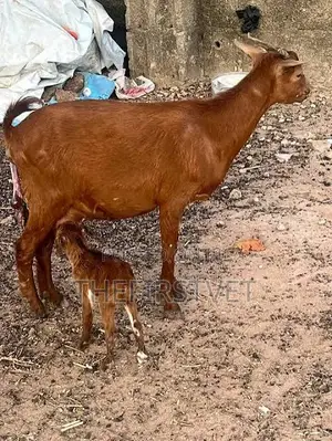 Sheep and Goat