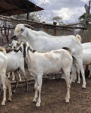 Sheep and Goat