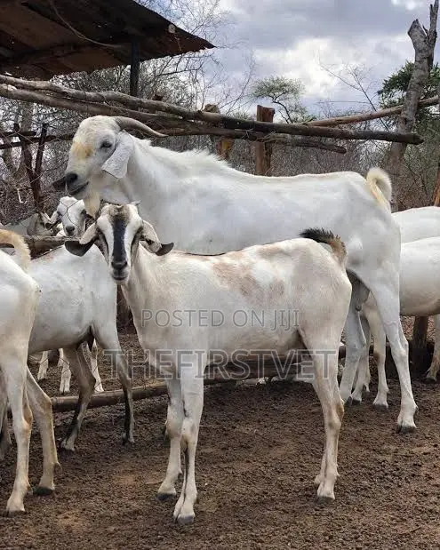 Sheep and Goat