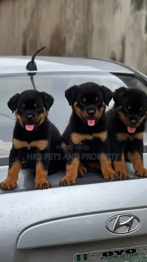 1-3 months Female Purebred Rottweiler