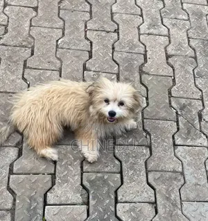 3-6 months Female Purebred Lhasa Apso