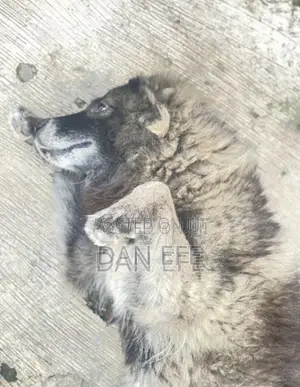1+ year Male Purebred Caucasian Shepherd