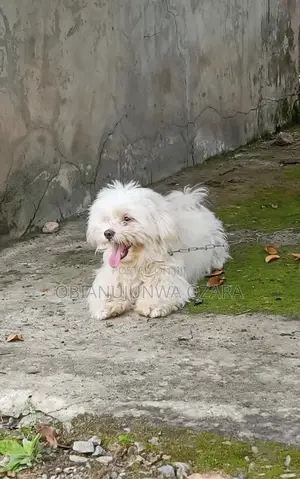 6-12 months Female Purebred Lhasa Apso