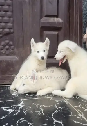 1-3 months Female Purebred Siberian Husky