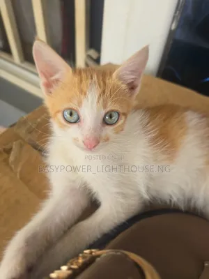 0-1 month Female Purebred American Shorthair