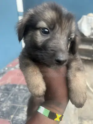 1-3 months Female Purebred Caucasian Shepherd