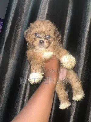 1-3 months Female Purebred Lhasa Apso