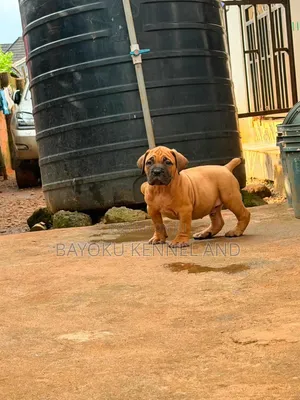 1-3 months Male Purebred Boerboel