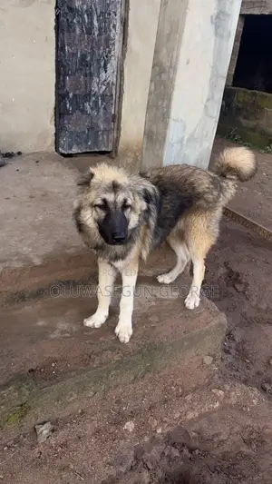 6-12 months Male Purebred Caucasian Shepherd