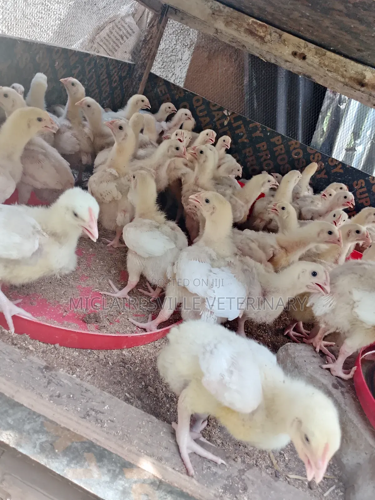 2 Weeks Old Brooded Broiler