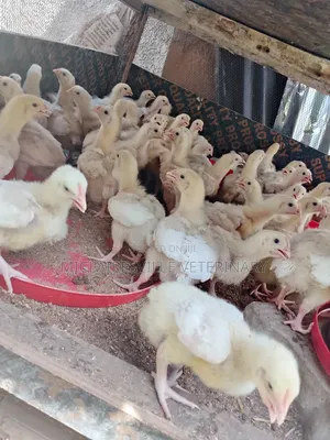 2 Weeks Old Brooded Broiler