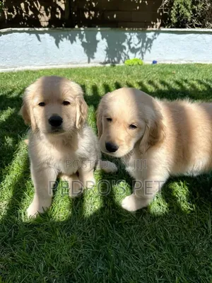 1-3 months Male Purebred Golden Retriever